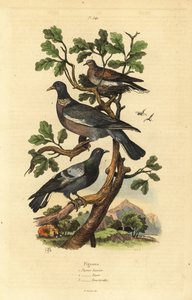 Pigeon ramier, Columba palumbus, pigeon biset, Columba livia, et tourterelle, Streptopelia risoria