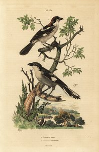 Pie-grièche à tête rousse, Lanius senator, et pie-grièche méridionale, Lanius meridionalis - Unbekannt