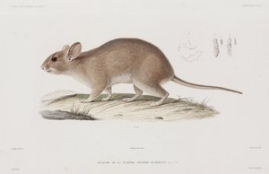 Rat des bois, USA