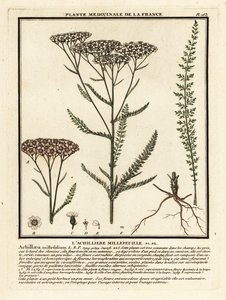 Achillée millefeuille, Achillea millefolium - Unbekannter Künstler