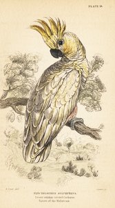 Cacatoès à huppe jaune, Cacatua sulphurea - Unbekannter Künstler