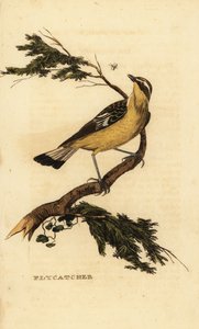 Gobemouche à croupion jaune, Ficedula zanthopygia. 1815 (gravure) - Unbekannter Künstler