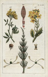 Luzerne jaune (alfalfa), Medicago falcata 136, radis sauvage (ravenelle), Raphanus raphnistrum 137, et prêle des champs, Equisetum arvense 138/139 - Unbekannter Künstler