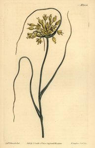 Ail jaune, Allium flavum - Unbekannt