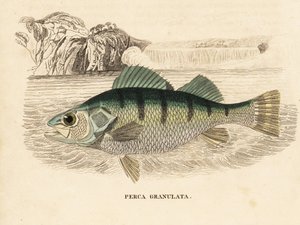 Perche jaune, Perca flavescens. Gravure à l