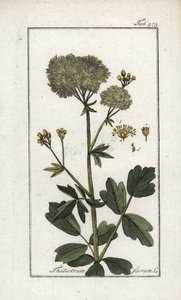 Pigamon jaune (Thalictrum flavum)