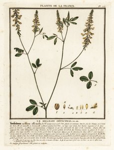 Mélilot jaune, Melilotus