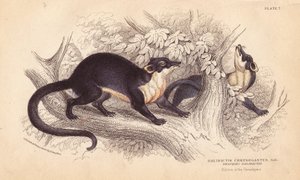Martre à gorge jaune, Martes flavigula (Galidictis chrysogastes). Gravure sur acier coloriée à la main par Lizars d