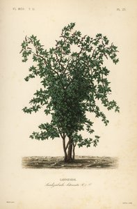 Arbre fruitier Zabala, Lardizabala biternata - Unbekannt