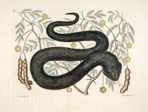 Illustration zoologique/Vipera nigra/Vipère noire - Unbekannter Künstler