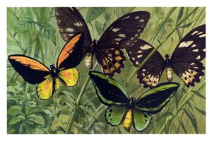 Planche zoologique : papillon le Cresus (Ornithoptera croesus), mâle et femelle - Unbekannter Künstler