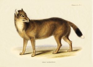 Zoologie : Renard des Falklands (Canis antarticus) observé par Charles Darwin (1809-1882) lors de son voyage à bord du Beagle. Planche de "La Zoologie du Voyage de H.M.S. Beagle sous le commandement du capitaine Fitzroy, R.N., pendant les années 1832 à 183 - Unbekannter Künstler