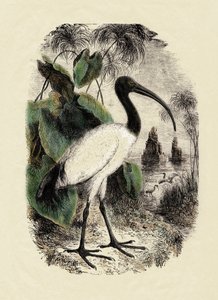 Zoologie: Ibis sacré (Threskiornis aethiopicus), gravure du 19ème siècle - Unbekannter Künstler