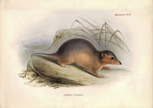 Zoologie : Le « Didelphis brachiura » de la famille des opossums décrit par Charles Darwin lors de son voyage d