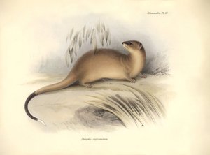 Zoologie : Le « Didelphis crassicaudata » de la famille des opossums décrit par Charles Darwin lors de son voyage d