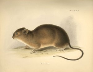 Zoologie : Le « Mus braziliensis » ou souris du Brésil décrite par Charles Darwin lors de son voyage d