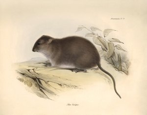 Zoologie : Le "Mus fuscipes" ou rongeur de la côte australienne décrit par Charles Darwin lors de son voyage d