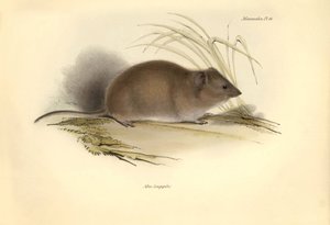 Zoologie : Le « Mus longipilis » (de la famille des rats des champs) décrit par Charles Darwin lors de son voyage d