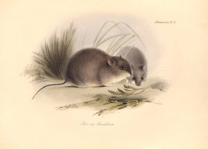 Zoologie : Le « Reithrodon Chinchilloides » ou chinchilla de Patagonie décrit par Charles Darwin lors de son voyage d