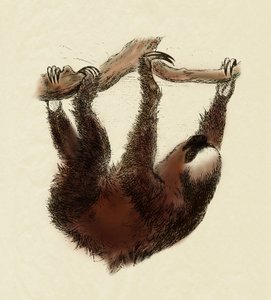 Zoologie : paresseux (Bradypus tridactylus) - Unbekannter Künstler