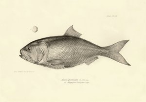 Zoologie : représentation du poisson "Alosa pectinata" décrit par Charles Darwin lors de son voyage à bord du Beagle. Planche de "The zoology of the voyage of H.M.S. Beagle under the command of Captain Fitzroy"