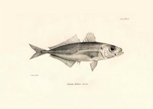 Zoologie: représentation du poisson Caranx declivis décrit par Charles Darwin lors de son voyage à bord du Beagle. Planche de The zoology of the voyage of H.M.S. Beagle sous le commandement du capitaine Fitzroy pendant les années 1832-1836 - Unbekannter Künstler