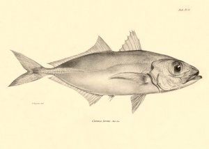 Représentation du poisson Caranx torvus décrit par Charles Darwin lors de son voyage à bord du Beagle. Planche de The zoology of the voyage of H.M.S. Beagle sous le commandement du capitaine Fitzroy pendant les années 1832-1836 - Unbekannter Künstler