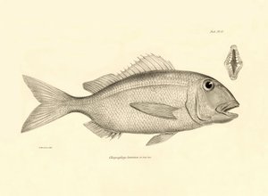 Zoologie: représentation du poisson Chrysophrys taurina décrit par Charles Darwin lors de son voyage à bord du Beagle. Planche de The zoology of the voyage of H.M.S. Beagle sous le commandement du capitaine Fitzroy pendant les années 1832-1836 - Unbekannter Künstler