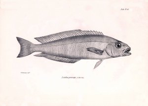Zoologie: représentation du poisson Latilus princeps décrit par Charles Darwin lors de son voyage à bord du Beagle. Planche de The zoology of the voyage of H.M.S. Beagle sous le commandement du capitaine Fitzroy pendant les années 1832-1836 - Unbekannter Künstler