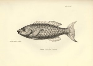 Zoologie : représentation du poisson "Scarus Chlorodon" décrit par Charles Darwin lors de son voyage à bord du Beagle. Planche de "The zoology of the voyage of H.M.S. Beagle under the command of Captain Fitzroy"