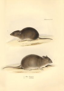 Zoologie : le « Mus Renggeri » et le « Mus obscurus » (rats) décrits par Charles Darwin lors de son voyage d