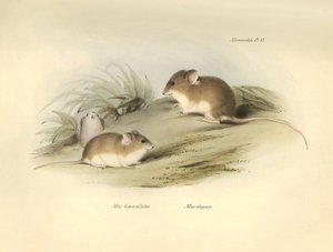 Zoologie : le "Mus albimaculatus" et "Mus elegans" (souris) décrits par Charles Darwin lors de son voyage d