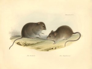 Représentation du Mus brachiotis et du Mus Magellanicus (rats) décrits par Charles Darwin lors de son voyage d