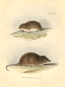 Zoologie : le « Mus xanthorhinus » ou rat des champs et « Mus nasutus » décrit par Charles Darwin lors de son voyage d