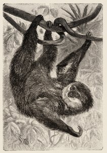 Zoologie : unau ou paresseux décrit et illustré par Carlo Vogt et Federico Specht dans « Histoire Naturelle Illustrée : Mammifères » 1884 - Unbekannter Künstler