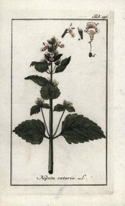 Cataire ou herbe à chat (Nepeta cataria)