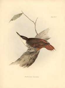 Ornithologie : "Dendrodamus leucosternus" oiseau d