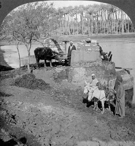 Un sakieh égyptien, ou pompe à godets actionnée par des bœufs, Égypte, 1905
