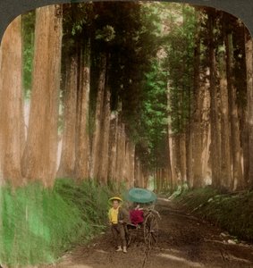 Une allée de cèdres cryptomères, Nikko, Japon - Underwood and Underwood