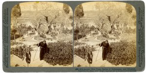 Anciens oliviers dans le Jardin de Gethsémani, près de Jérusalem, Palestine - Underwood and Underwood