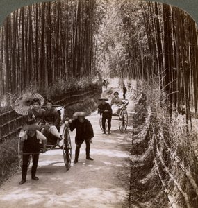 Avenue de bambous, vue vers le sud-ouest, près de Kiyomizu, Kyoto, Japon, 1904 - Underwood and Underwood
