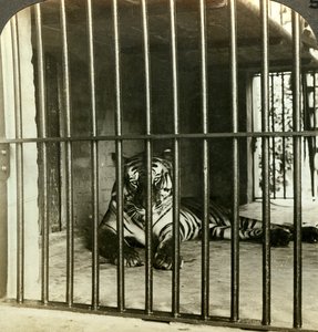 Tigre mangeur d