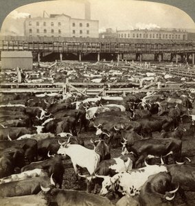 Bétail, Great Union Stock Yards, Chicago, Illinois, USA - Underwood and Underwood