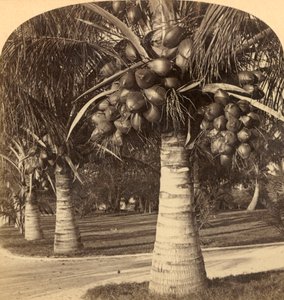 Cocotiers sur les sables blancs de Floride, USA, vers 1900 - Underwood and Underwood