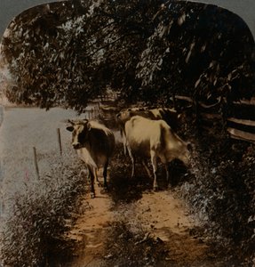 Les vaches rentrent à la maison par le chemin à l