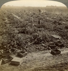 Séchage des raisins, Fresno, Vallée de San Joaquin, Californie, USA - Underwood and Underwood