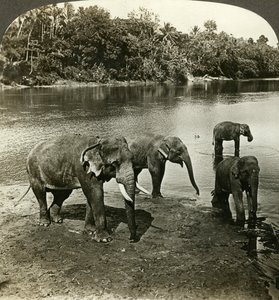 Éléphants, Sri Lanka Ceylan - Underwood and Underwood