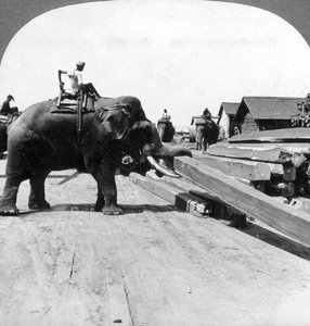 Éléphants déplaçant du bois, Rangoon, Birmanie Myanmar, 1900s - Underwood and Underwood