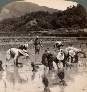 Travailleurs agricoles transplantant des pousses de riz près de Kyoto, Japon, 1904 - Underwood and Underwood