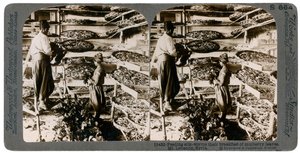 Nourrir les vers à soie avec leur petit-déjeuner de feuilles de mûrier, montagnes du Liban, Syrie, XXe siècle - Underwood and Underwood